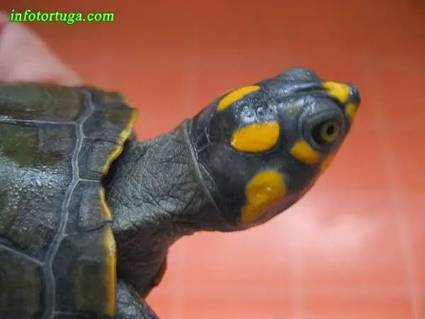 Yellow-spotted river turtle Yellow-spotted river turtle