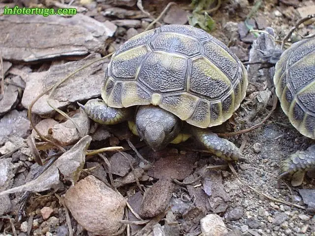 Cría de tortuga mediterránea Cría de tortuga mediterránea