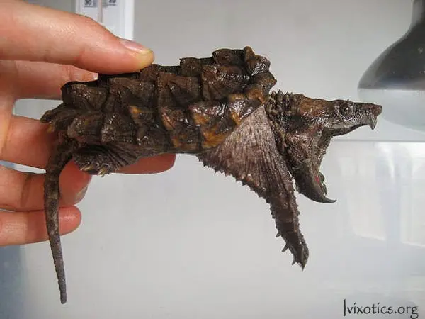 Alligator snapping turtle Alligator snapping turtle