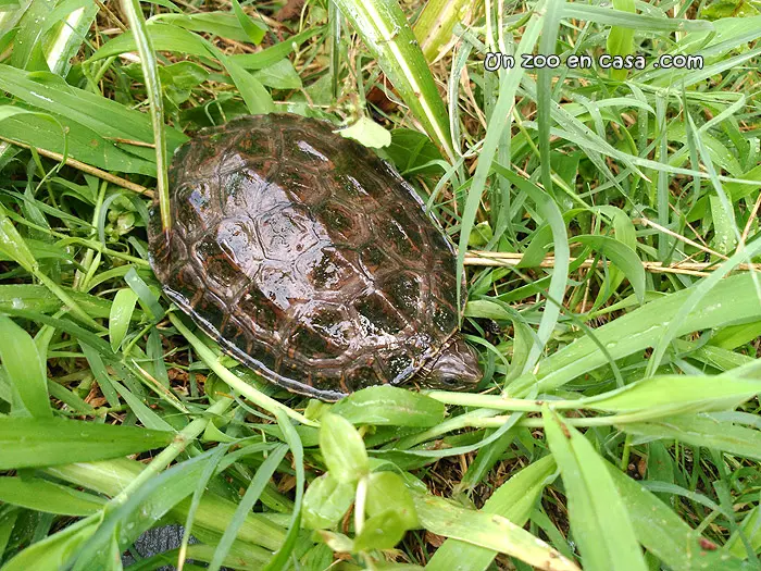 Mauremys rivulata Mauremys rivulata