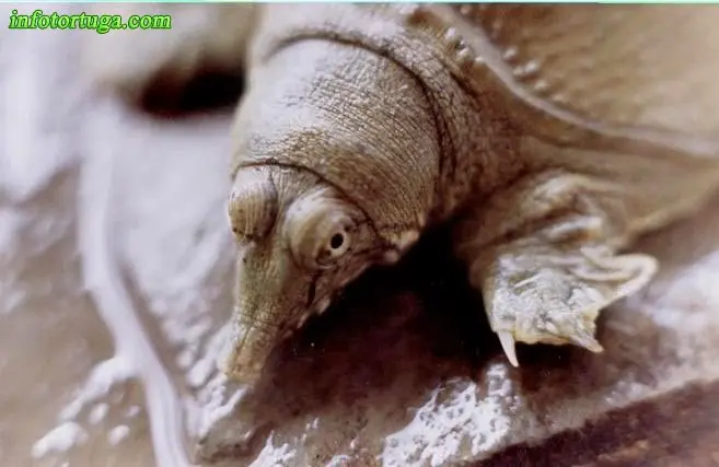 Pelodiscus sinensis - Tortuga china de caparazón blando Pelodiscus sinensis - Tortuga china de caparazón blando