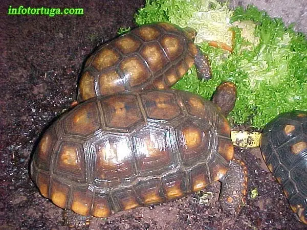 Chelonoidis denticulata - Tortuga de patas amarillas Chelonoidis denticulata - Tortuga de patas amarillas