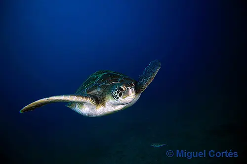 Tortuga verde vista de frente Tortuga verde vista de frente