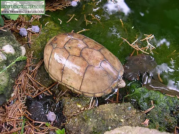 Kinosternon subrubrum hippocrepis Kinosternon subrubrum hippocrepis