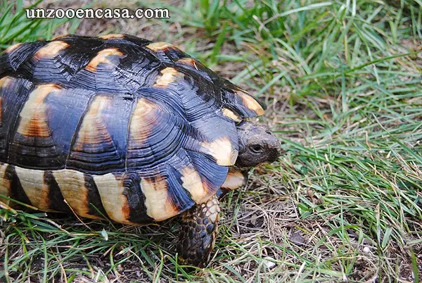 Marginate tortoise Marginate tortoise