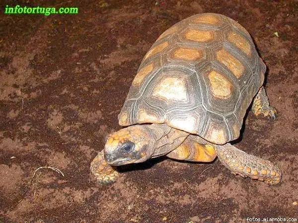Tortuga de patas amarillas (Chelonoidis denticulata) Tortuga de patas amarillas (Chelonoidis denticulata)