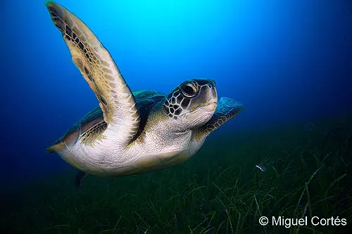 Tortuga verde (Chelonia mydas) Tortuga verde (Chelonia mydas)