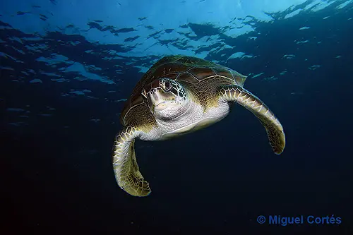 Tortuga verde (Chelonia mydas) Tortuga verde (Chelonia mydas)