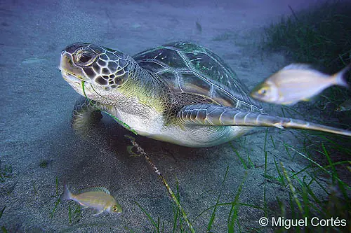 Chelonia mydas alimentándose Chelonia mydas alimentándose