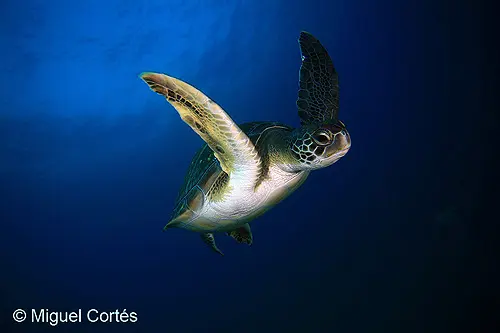 Tortuga verde en el fondo marino Tortuga verde en el fondo marino
