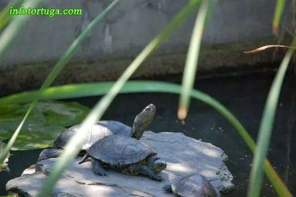 Emys orbicularis tomando el sol Emys orbicularis tomando el sol