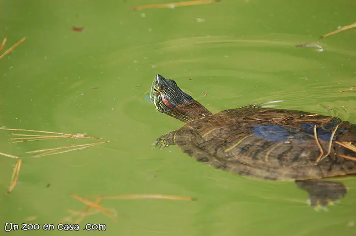 Tortuga de orejas rojas en semi-libertad Tortuga de orejas rojas en semi-libertad