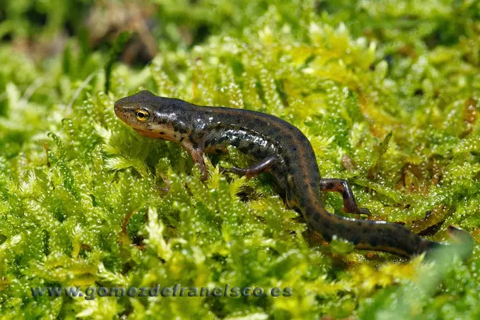 Tritón ibérico (Lissotriton boscai) Tritón ibérico (Lissotriton boscai)