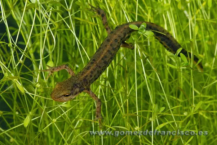 Macho de tritón ibérico Macho de tritón ibérico
