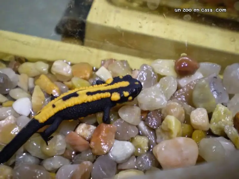 Crías de Laotriton laosensis Crías de Laotriton laosensis