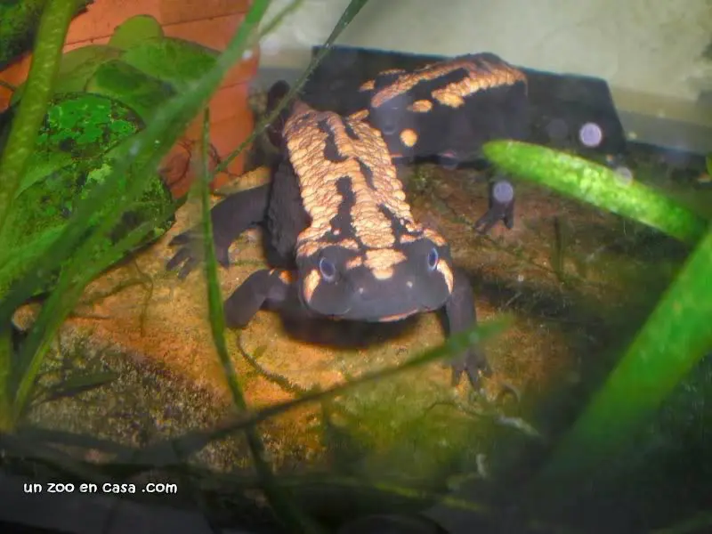 Laotriton laoensis Laotriton laoensis