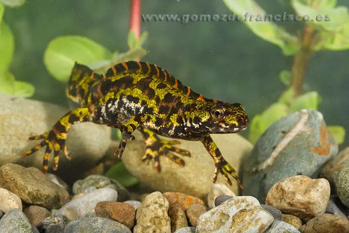 Macho de tritón jaspeado (Triturus marmoratus) Macho de tritón jaspeado (Triturus marmoratus)