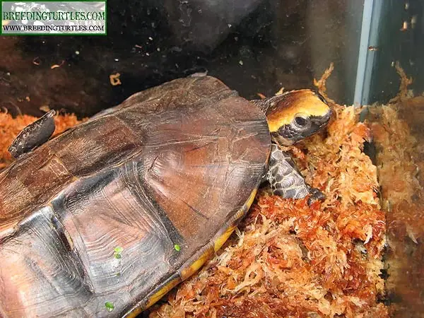 Platemys platycephala - Twist-necked turtle Platemys platycephala - Twist-necked turtle