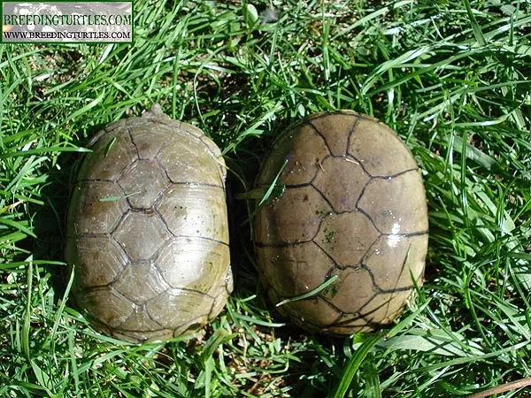 Kinosternon flavescens Kinosternon flavescens
